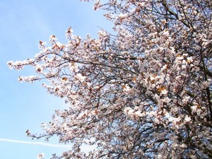 Londonsakura2.jpg