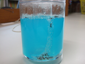 antquarium1.jpg