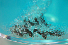 antquarium2.jpg