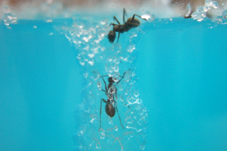 antquarium3.jpg