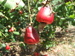 cashew1.jpg