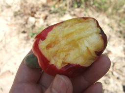 cashew2.jpg
