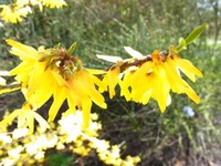 forsythia.jpg