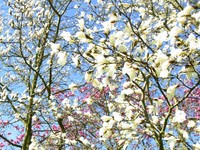 magnolia.jpg