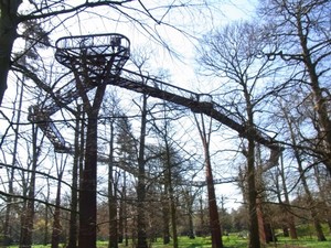 treetop.jpg